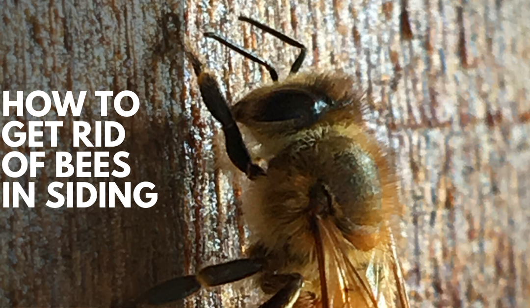 How to Get Rid of Bees in Siding