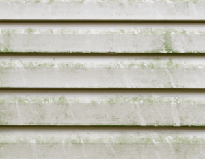 mold and mildew on siding